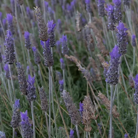 מלון Perla Pool Andros Ménites