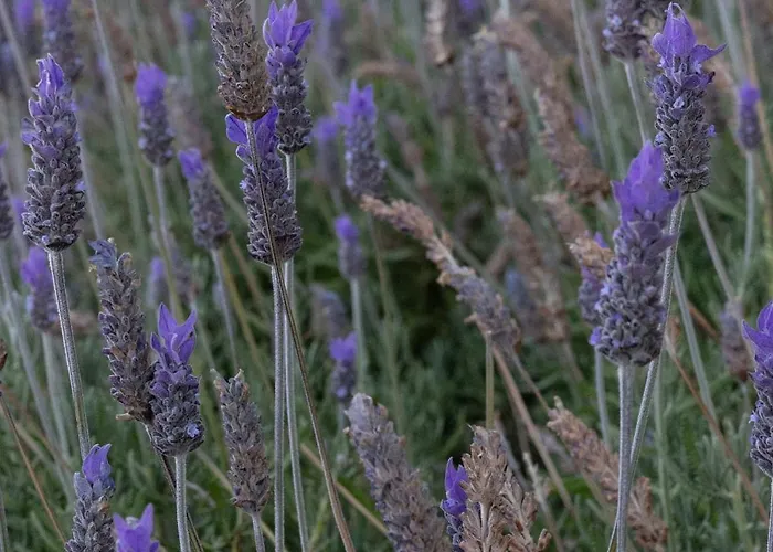 Otel Perla Pool Andros Ménites